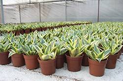 虎皮蘭的三大風(fēng)水作用 虎皮蘭對(duì)家居環(huán)境還有這影響