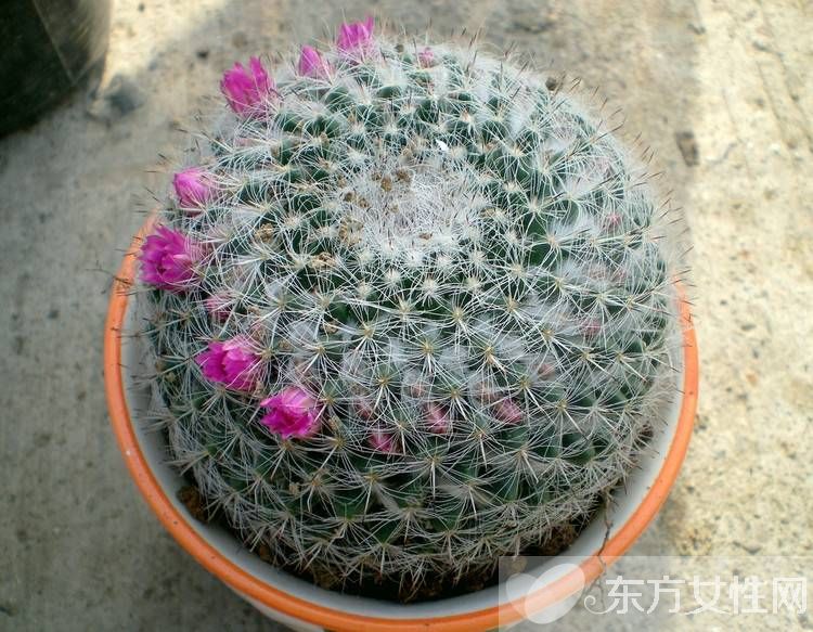 防輻射植物的最佳選擇 這些植物可以凈化空氣哦