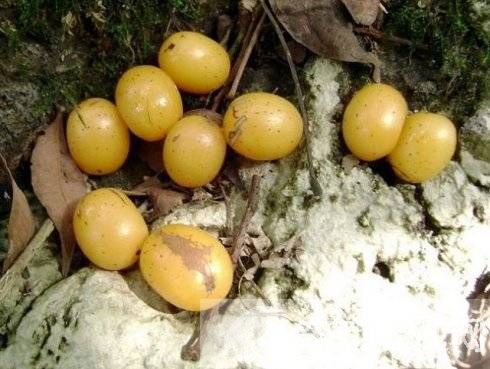 什么水果含維生素c 這5種讓你越吃越年輕