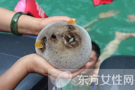 河豚毒素在哪 河豚毒素有什么作用