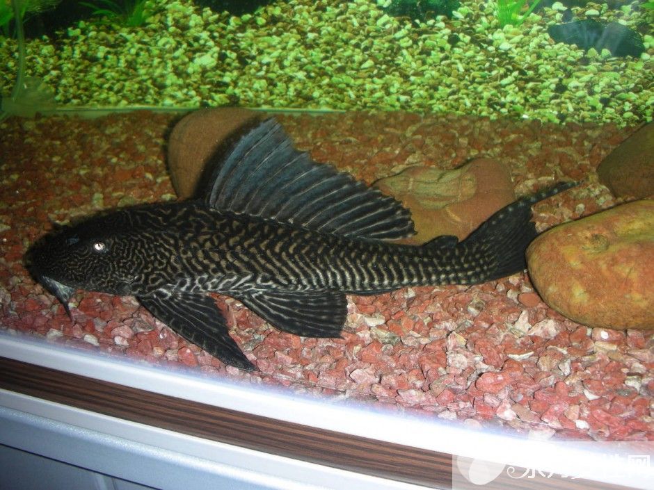 清道夫魚怎么養(yǎng) 六大招教會(huì)你