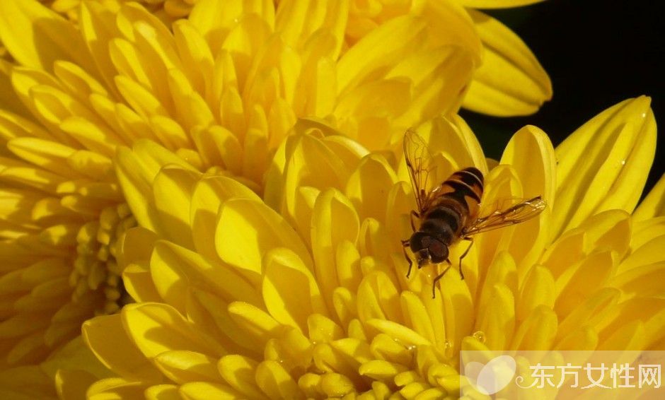 花粉過敏怎么辦 傳統(tǒng)治療花粉過敏的弊端