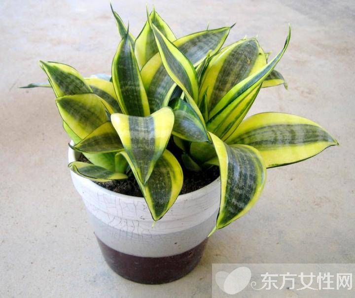 虎皮蘭的三大風(fēng)水作用 虎皮蘭對(duì)家居環(huán)境還有這影響