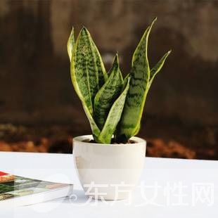 虎皮蘭的三大風(fēng)水作用 虎皮蘭對(duì)家居環(huán)境還有這影響