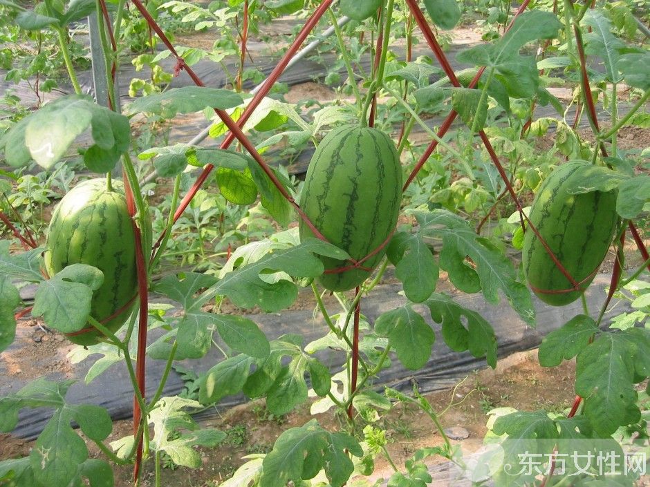 孕婦可以吃西瓜嗎 吃西瓜有什么好處