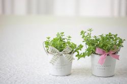 防輻射植物的最佳選擇 這些植物可以凈化空氣哦