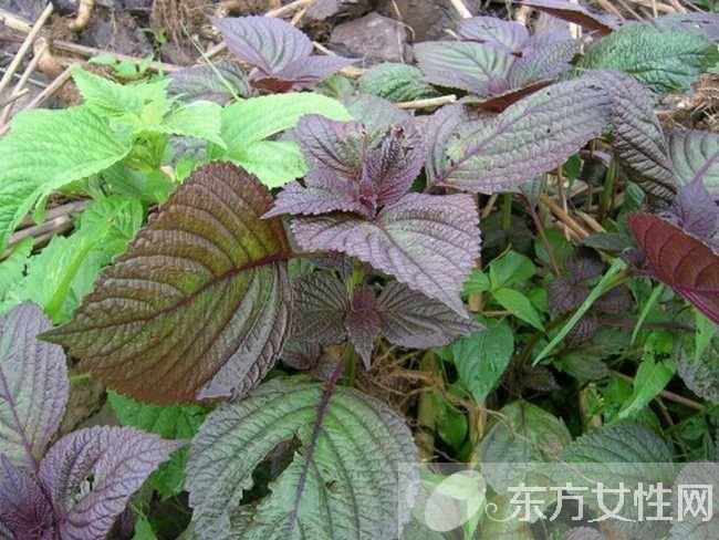 蘇葉的功效與作用 這些妙用很多人都不知道哦