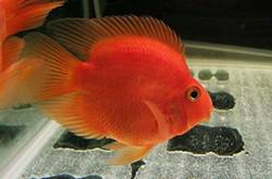 血紅鸚鵡魚怎么養(yǎng) 五大飼養(yǎng)技巧教會你