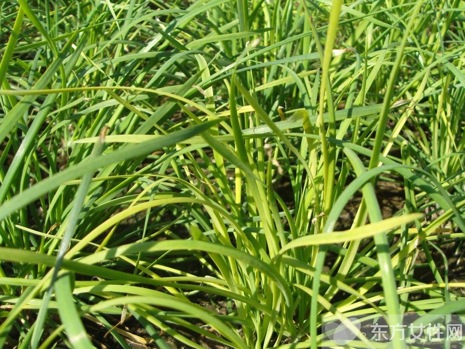 孕婦可以吃韭菜嗎 孕婦吃韭菜的好處