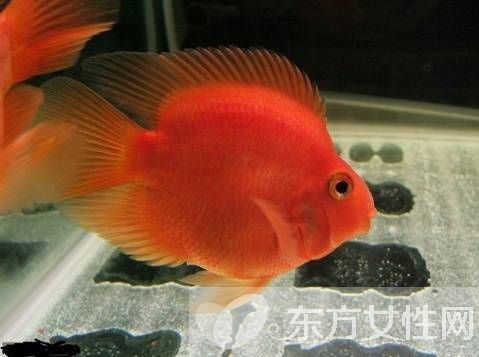 血紅鸚鵡魚怎么養(yǎng) 五大飼養(yǎng)技巧教會你