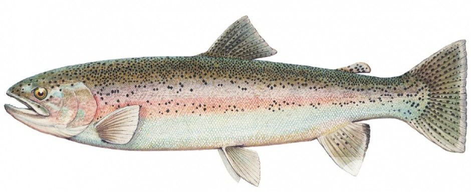 吃什么食物抗氧化 常吃這些勝過任何護(hù)膚品哦