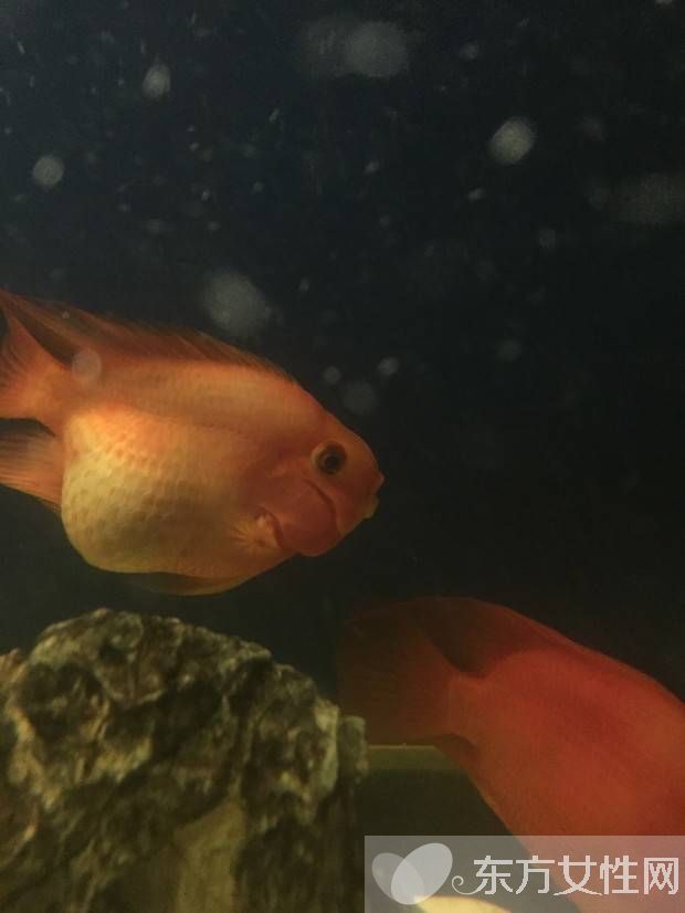 血紅鸚鵡魚怎么養(yǎng) 五大飼養(yǎng)技巧教會你