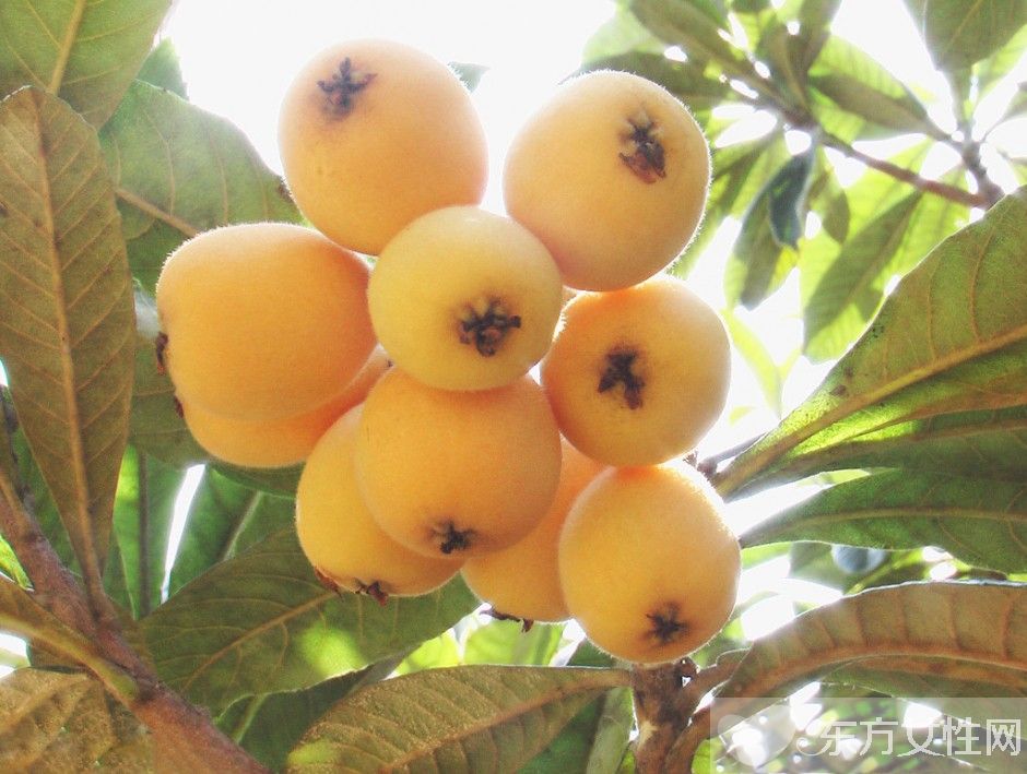 枇杷的功效與作用 枇杷的飲食禁忌一定要牢記