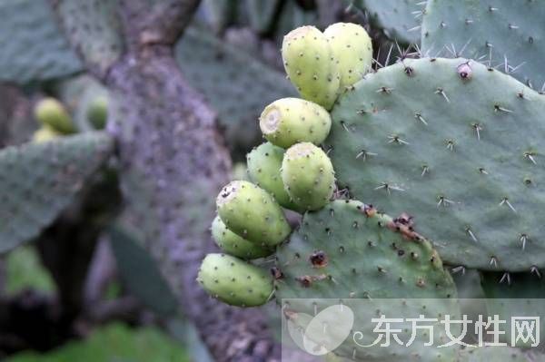 仙人掌果的功效與作用 仙人掌果怎么吃