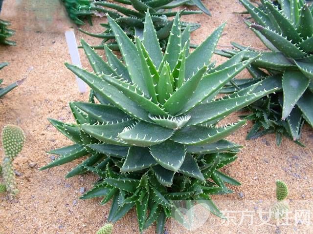 防輻射植物的最佳選擇 這些植物可以凈化空氣哦