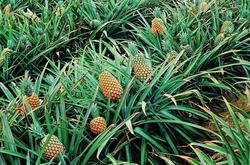 鳳梨和菠蘿一樣嗎 到底該如何去辨別鳳梨和菠蘿