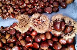 孕婦能吃板栗嗎 孕婦吃板栗的八大好處