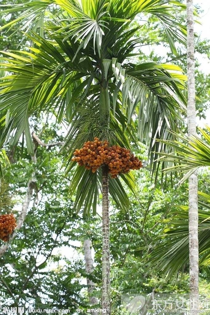 檳榔的危害有哪些 檳榔的六大藥理作用