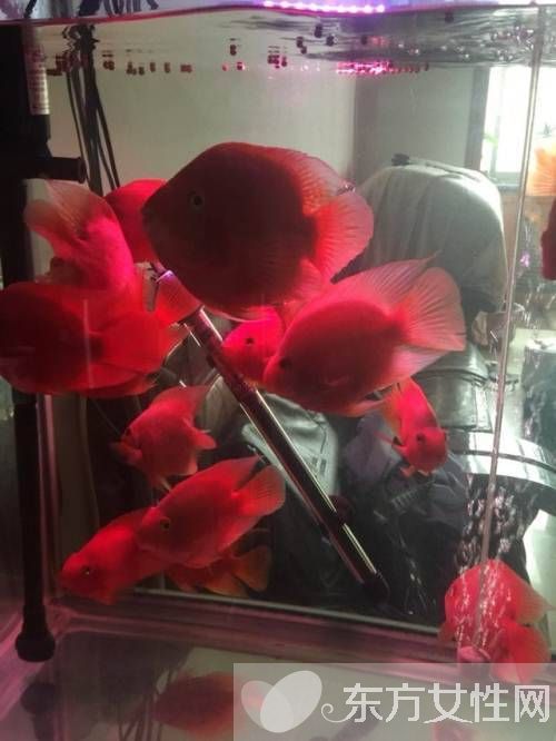 血紅鸚鵡魚怎么養(yǎng) 五大飼養(yǎng)技巧教會你