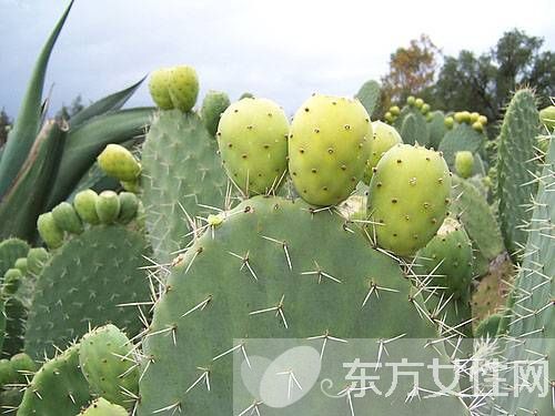 仙人掌果的功效與作用 仙人掌果怎么吃