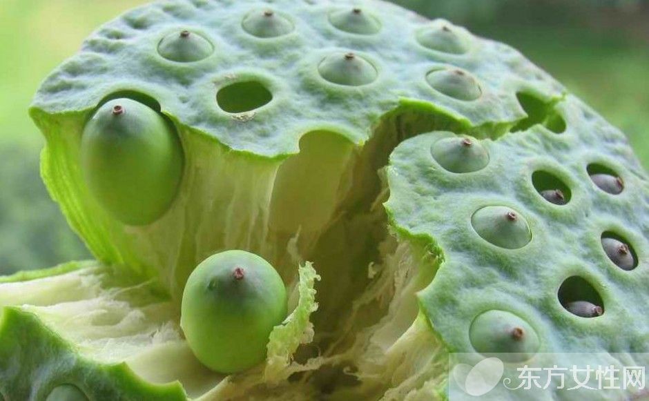 蓮子心的作用與副作用 蓮子心的正確食用方法推薦