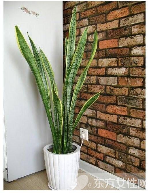 虎皮蘭的三大風(fēng)水作用 虎皮蘭對(duì)家居環(huán)境還有這影響