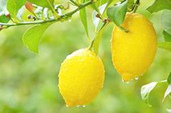 青檸檬與黃檸檬的用途都有哪些 青檸檬和黃檸檬的區(qū)別