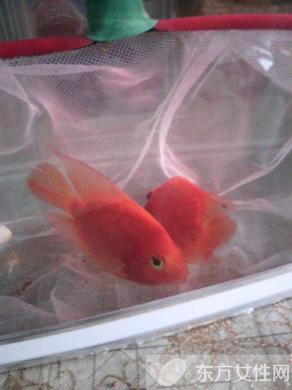 血紅鸚鵡魚怎么養(yǎng) 五大飼養(yǎng)技巧教會你