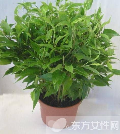 防輻射植物的最佳選擇 這些植物可以凈化空氣哦