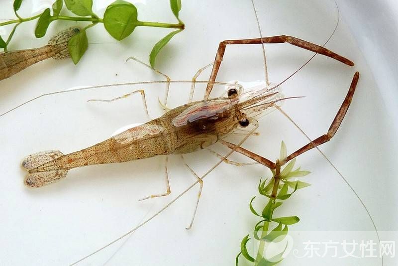 河蝦怎么洗 河蝦這么做色香味俱全