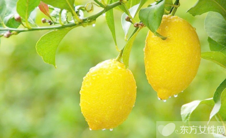青檸檬與黃檸檬的用途都有哪些 青檸檬和黃檸檬的區(qū)別