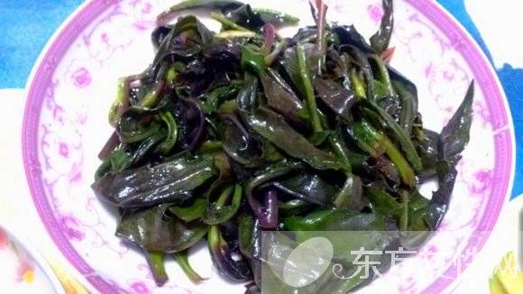 蘇葉的功效與作用 這些妙用很多人都不知道哦