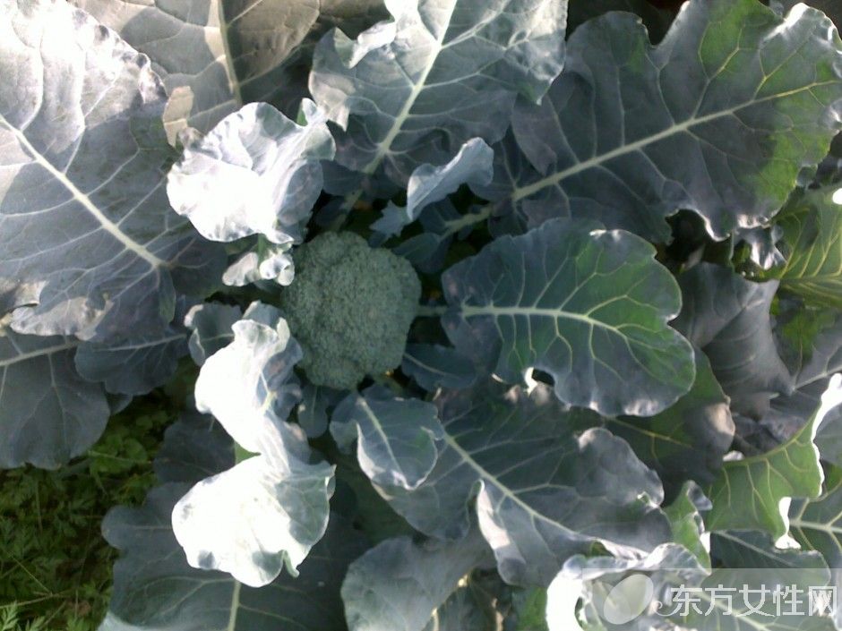 西蘭花的營養(yǎng)價值 西蘭花的4種食用方法