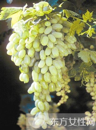 馬奶葡萄的營養(yǎng)價(jià)值有多高 這些人群不宜多吃