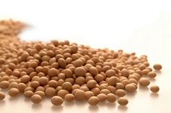 炒黃豆的功效與作用 黃豆的營養(yǎng)價值居然這么高