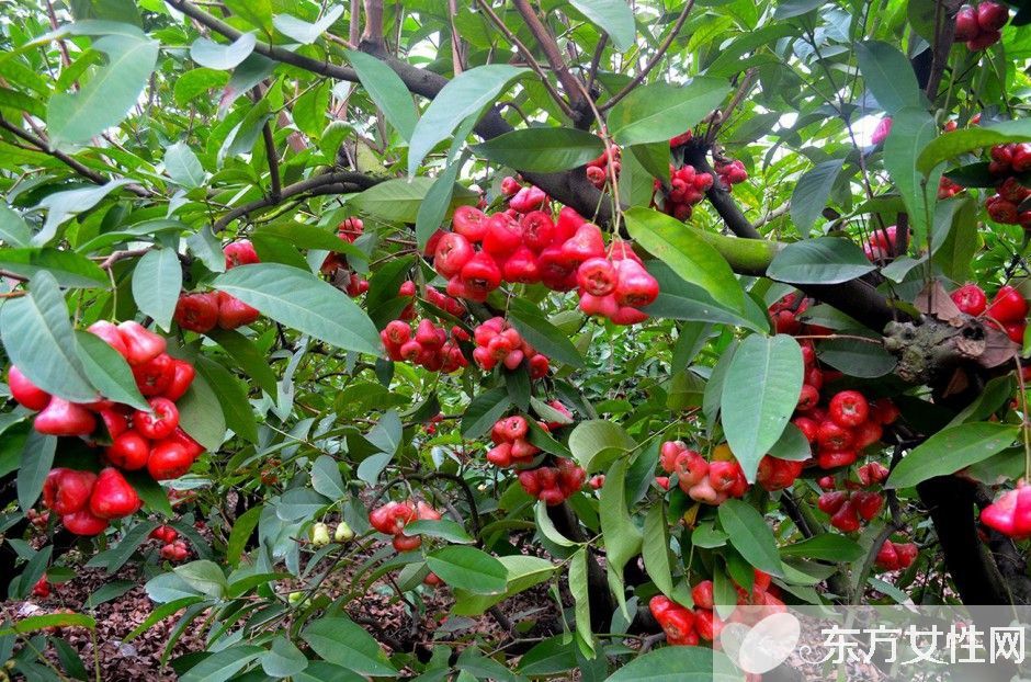 蓮霧的營(yíng)養(yǎng)價(jià)值與食用功效 這么吃效果更好