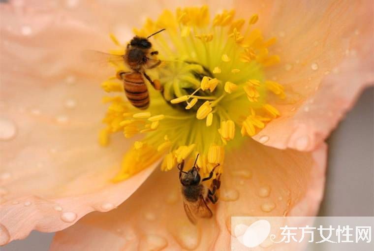 臉部色斑形成的原因 教你在家自制祛斑面膜