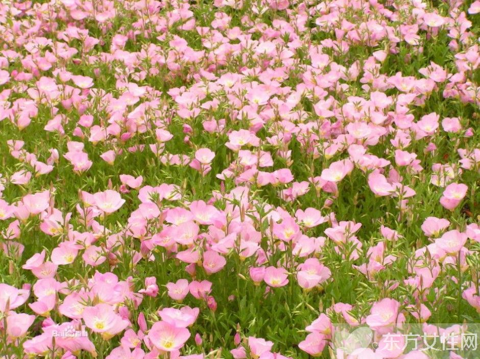 月見草的作用與功效 月見草的食療方法推薦