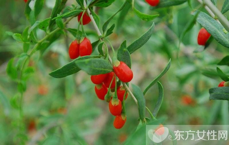 枸杞的產(chǎn)地在哪 小小枸杞居然有這么多的妙用