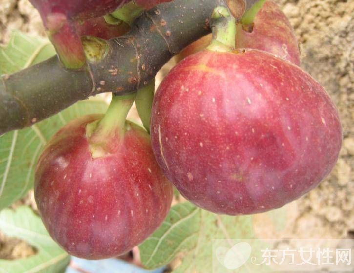 無花果的功效與作用 無花果怎么做更好吃呢