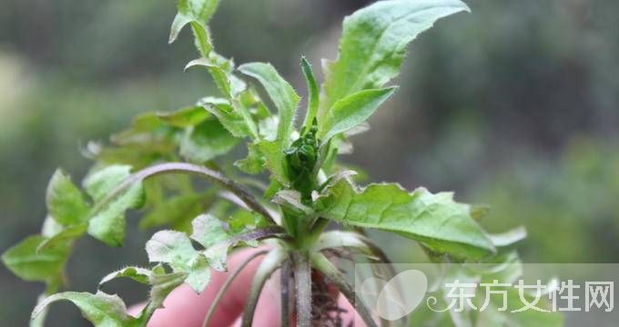 春季養(yǎng)生保健知識 春天吃這些一年不生病