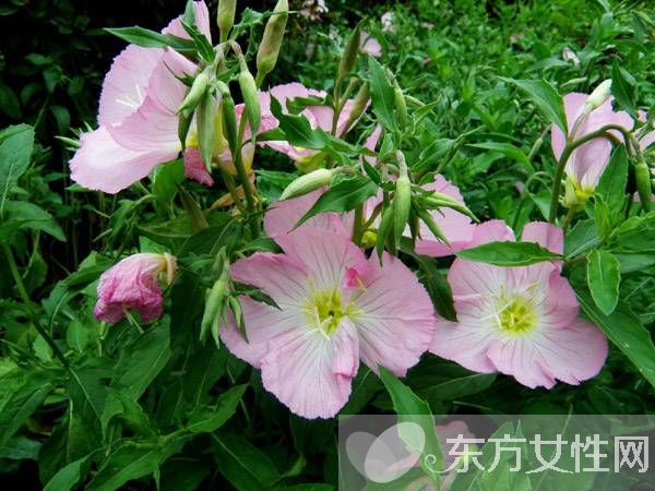 月見草的作用與功效 月見草的食療方法推薦