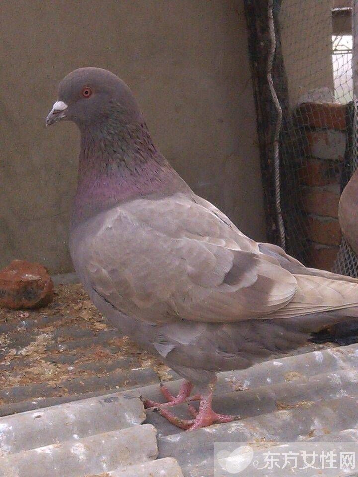 老鴿子的營養(yǎng)價值 一只鴿子的營養(yǎng)居然勝過九只雞