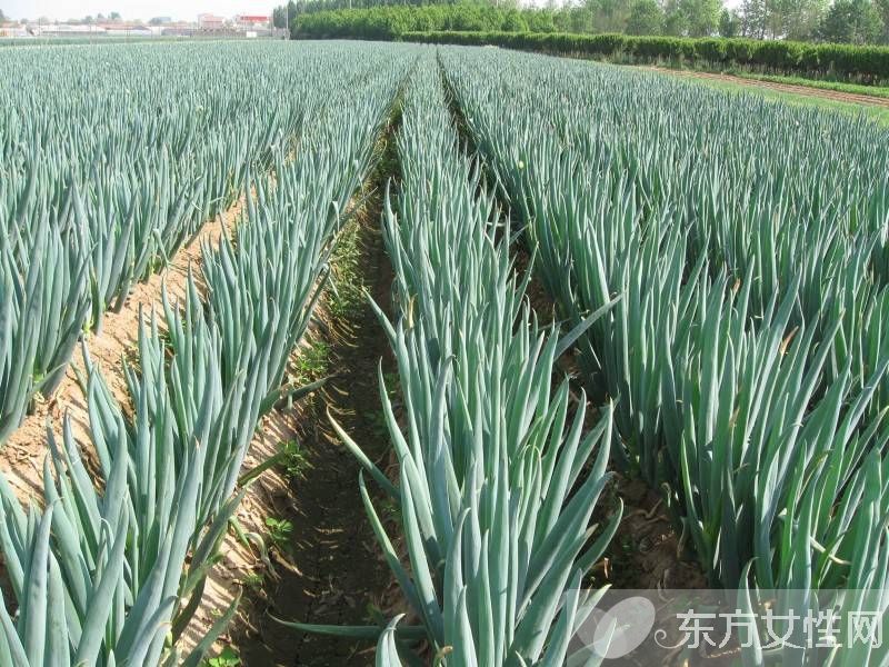 大蔥的功效與作用 這些食物放在一起吃就遭啦