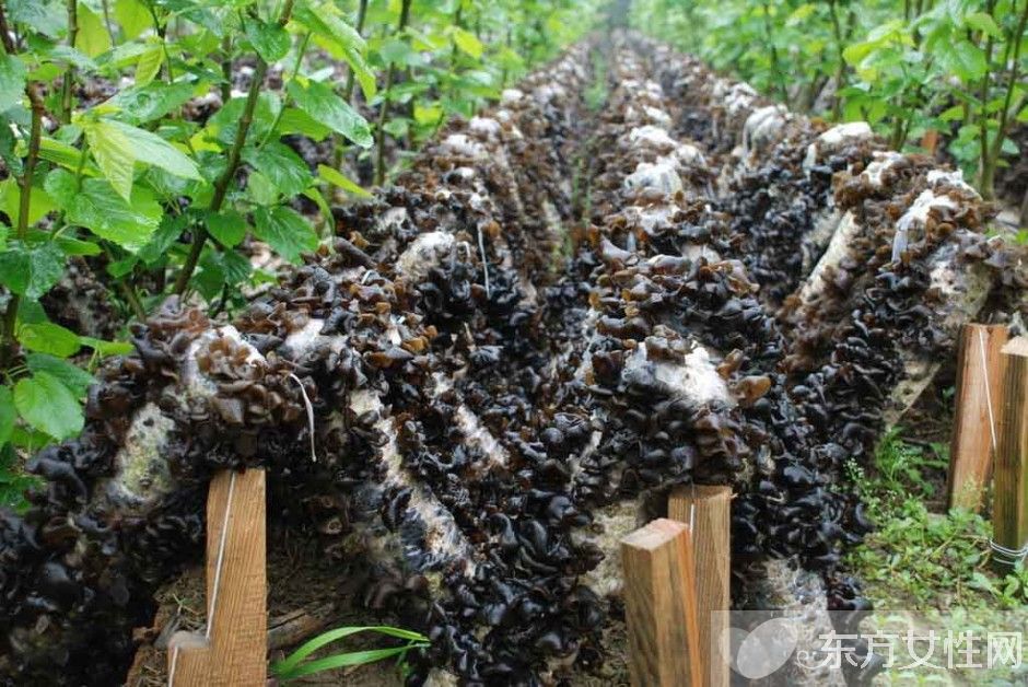 黑木耳的功效與作用 黑木耳的美味家常做法推薦