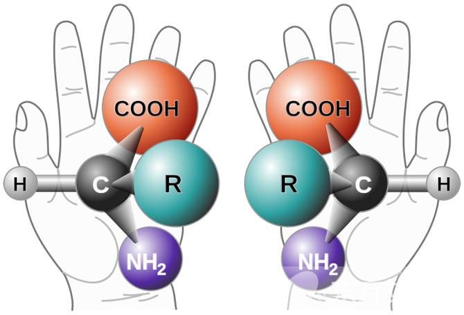 氨基酸的作用與功效 生活中富含氨基酸的食物推薦