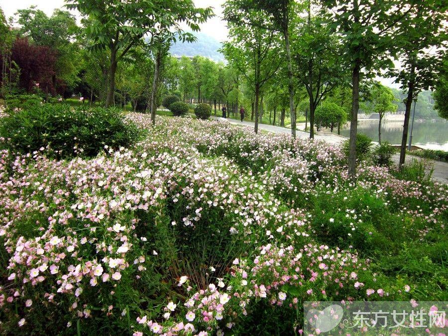 月見草的作用與功效 月見草的食療方法推薦