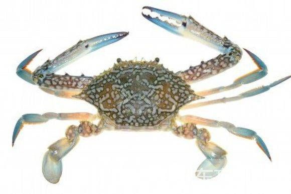 秋冬季養(yǎng)生小常識 螃蟹養(yǎng)生食療放法推薦