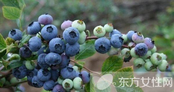 藍莓的營養(yǎng)價值及功效 藍莓吃多了后果很嚴(yán)重哦