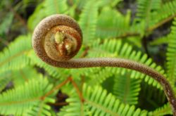 野蕨菜的營養(yǎng)價值 這些美味做法你嘗試過嗎